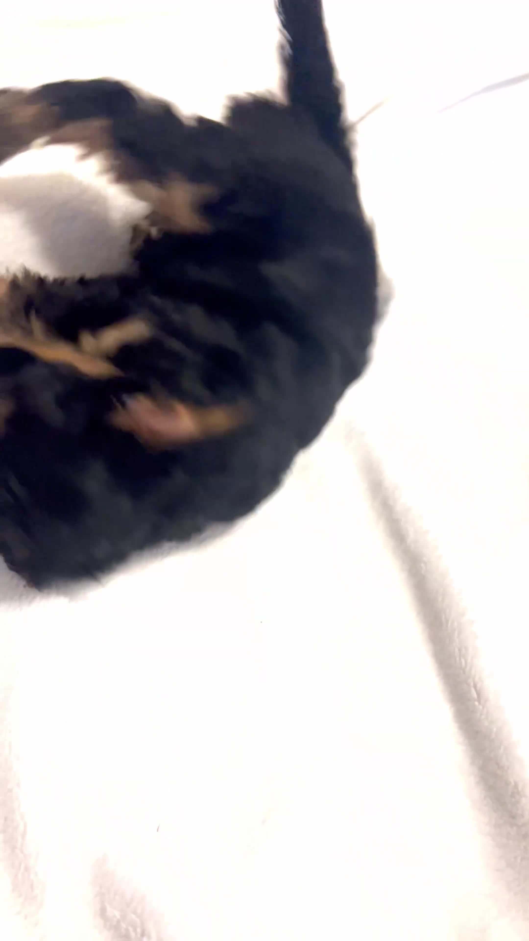 Cavapoo dogs for sale: ⭐️ Black & Tan Female Toy Cavapoo ⭐️ - Video 3