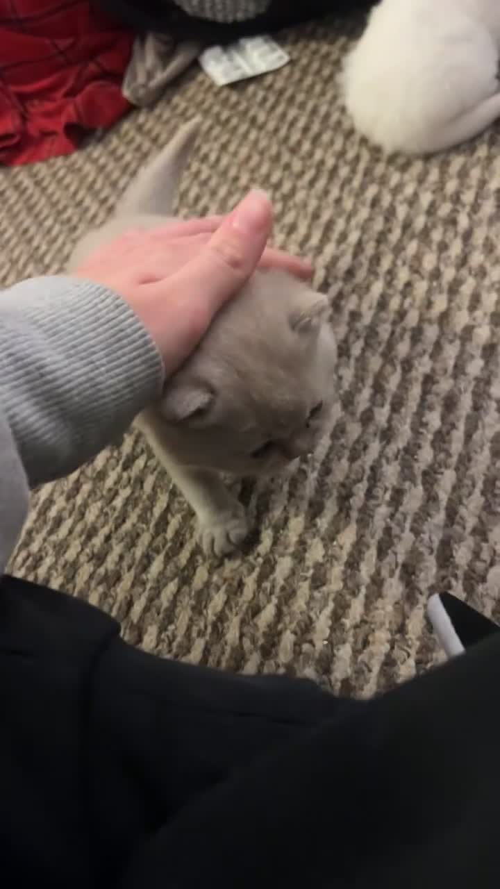 British Shorthair cats for sale: British Short Hair Kittens - Video 2