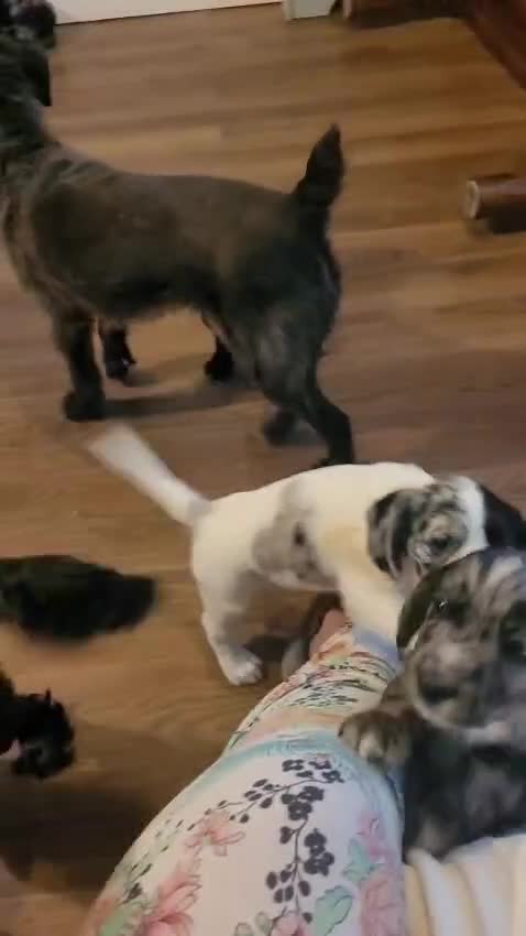Cocker Spaniel dogs for sale: Gorgeous Cocker Spaniel Puppies 🐾  - Video 2