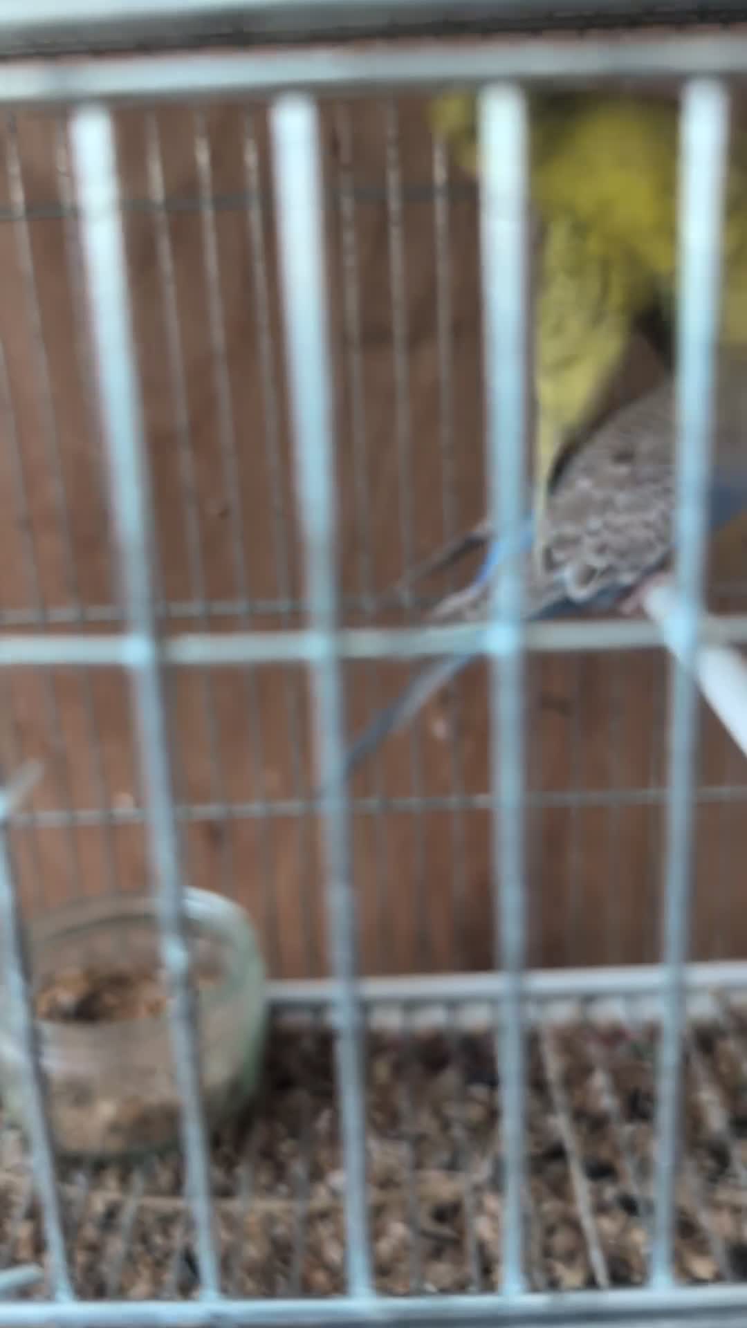 Budgerigars birds for sale: Baby Budgies - Video 1