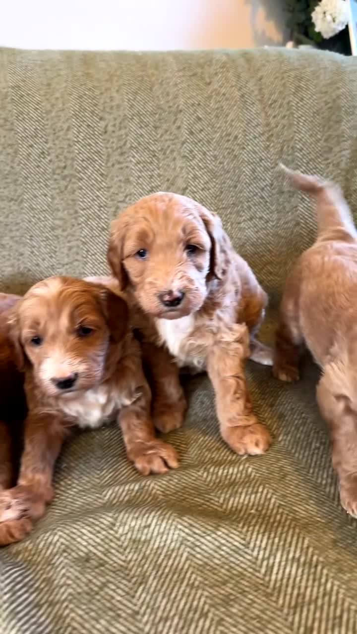 Double Doodle dogs for sale: Stunning Miniature Double Doodles - Video 2