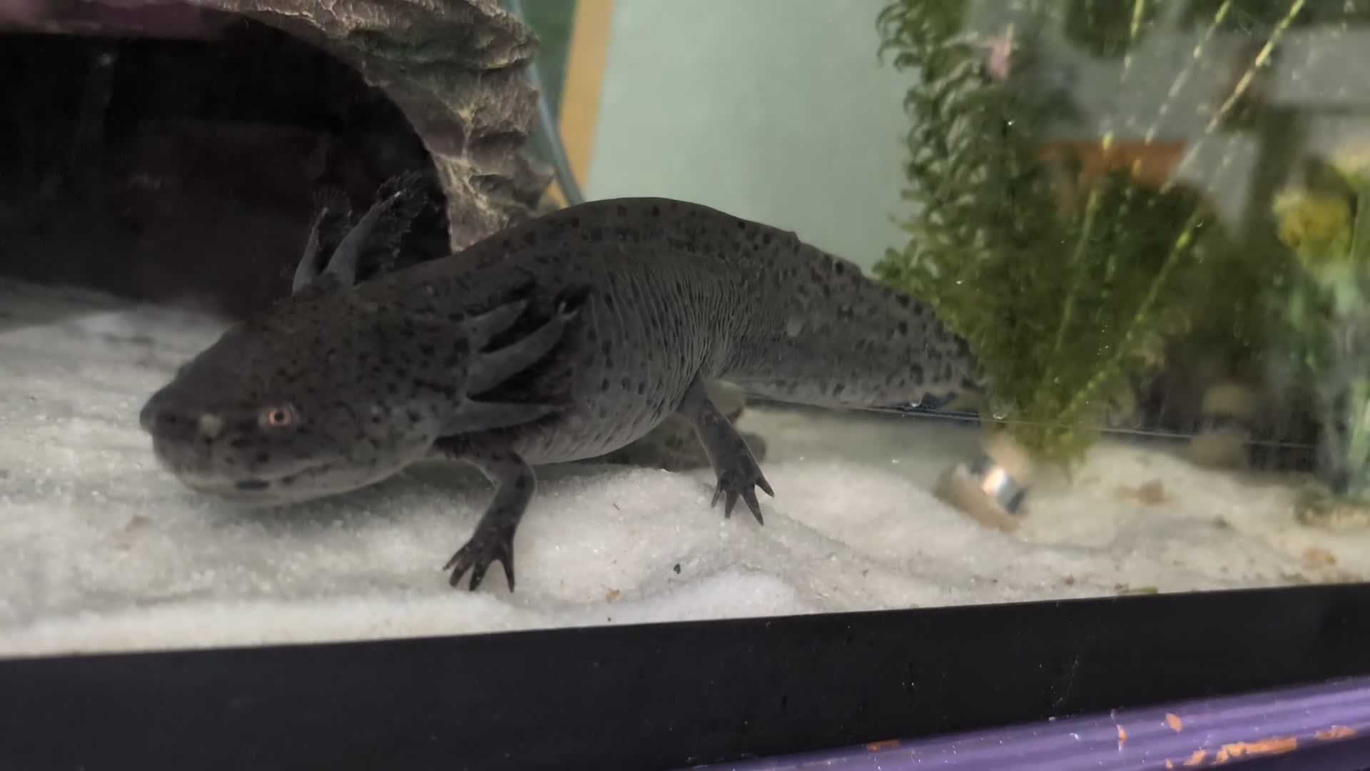Other/Mixed Breed fish for sale: Beautiful Bellatrix the Axolotl  - Video 4