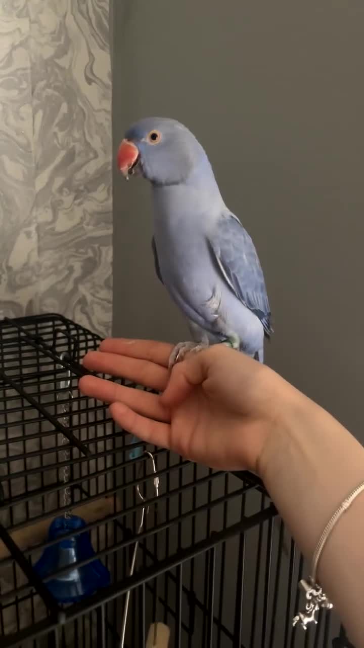 Parrots birds for sale: Violet Indian Ring Neck in Birmingham - Video 1