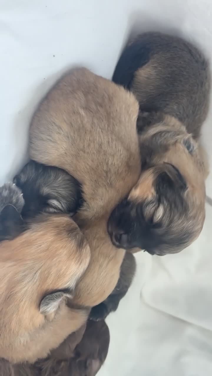 Mixed Breed dogs for sale: Pomeranian x Cavachon Puppies  in Strathaven - Video 2