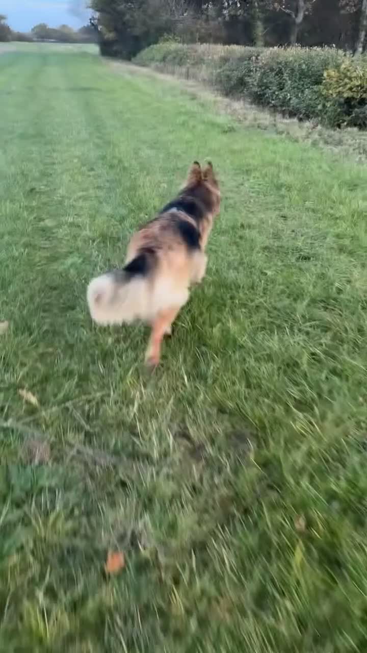 German Shepherd dogs for sale: 5yr old German shepherd  - Video 1