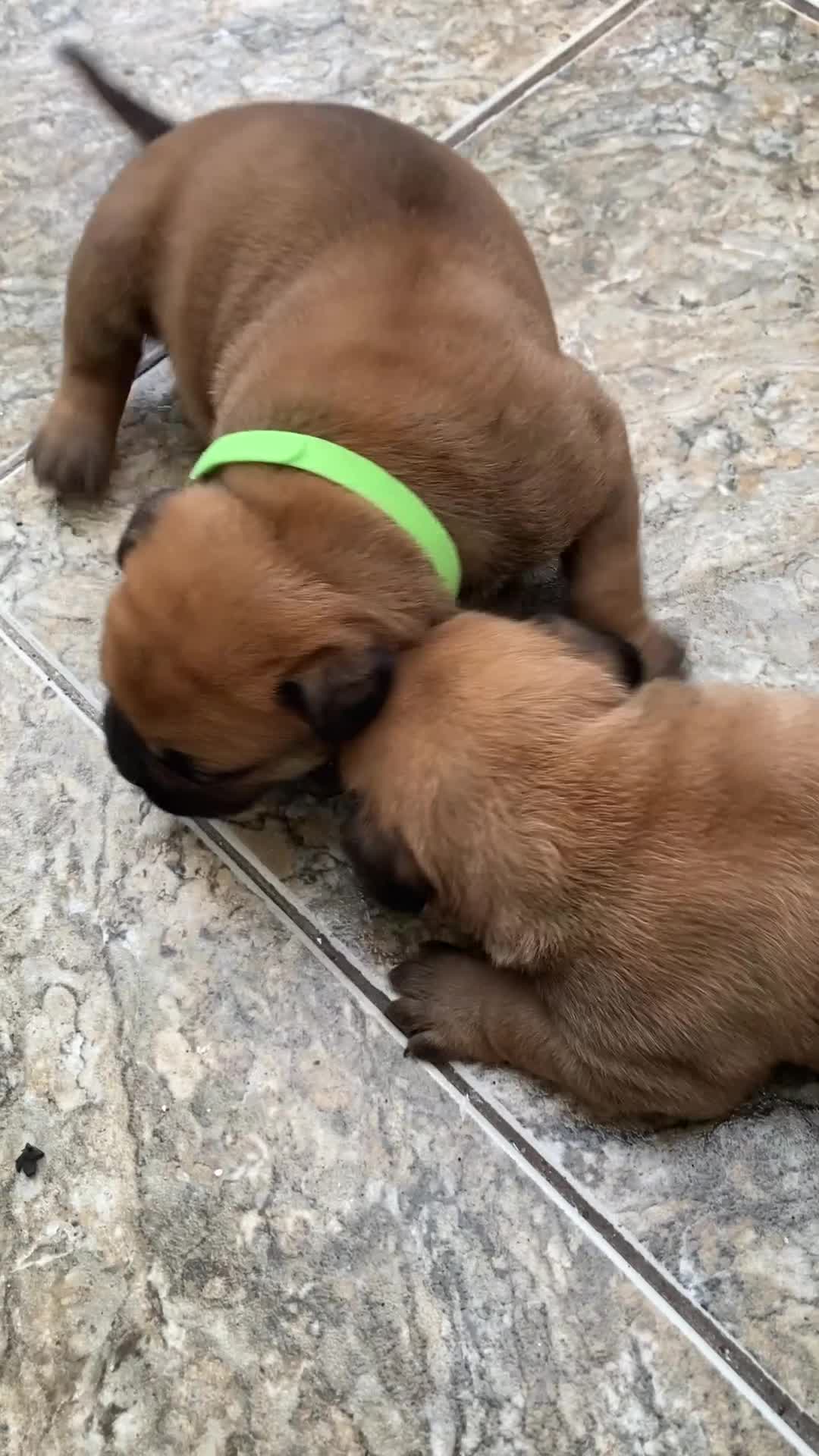 Bullmastiff dogs for sale: Bullmastiff puppies for sale - Video 1