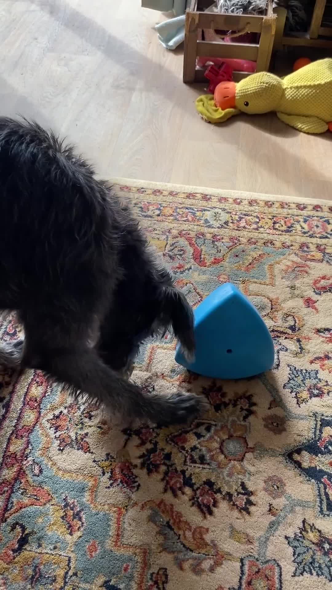 Lurcher dogs for sale: 6 month old female Lurcher  - Video 1