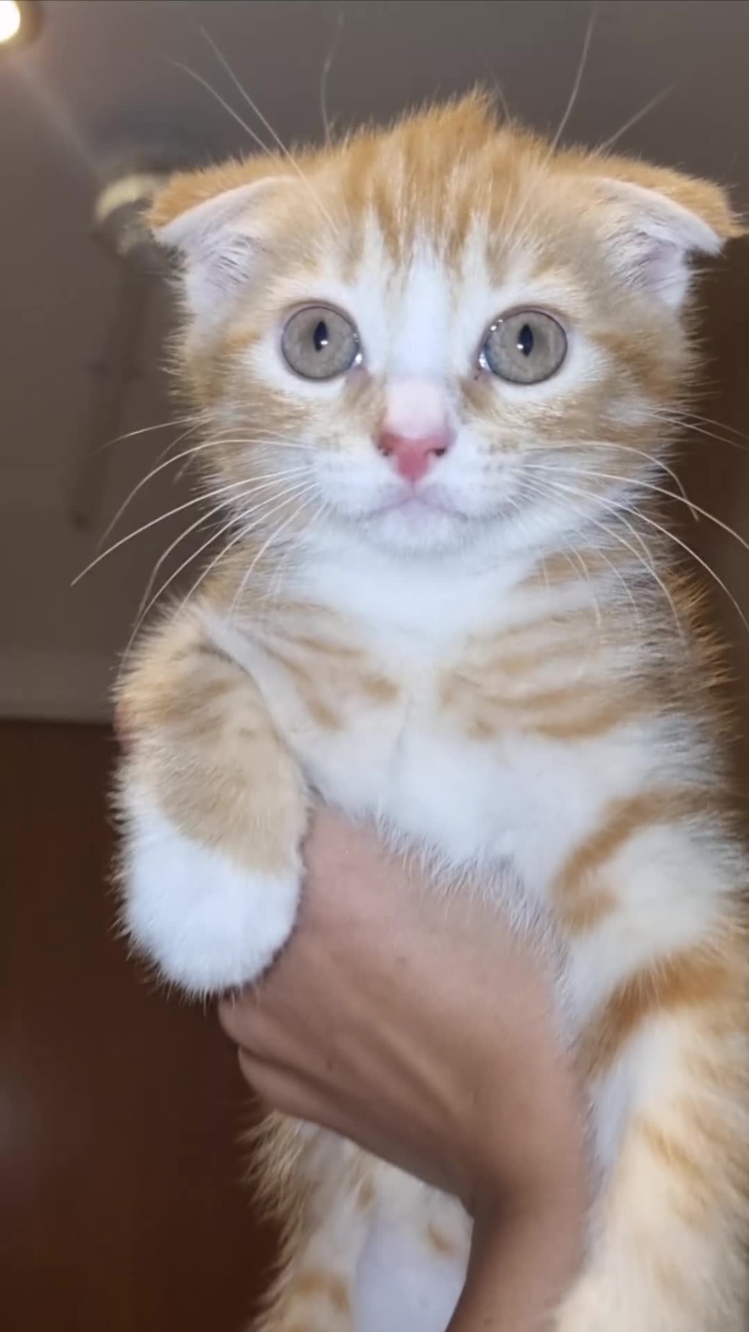 Scottish Fold cats for sale: Female scottish fold for sale  - Video 3