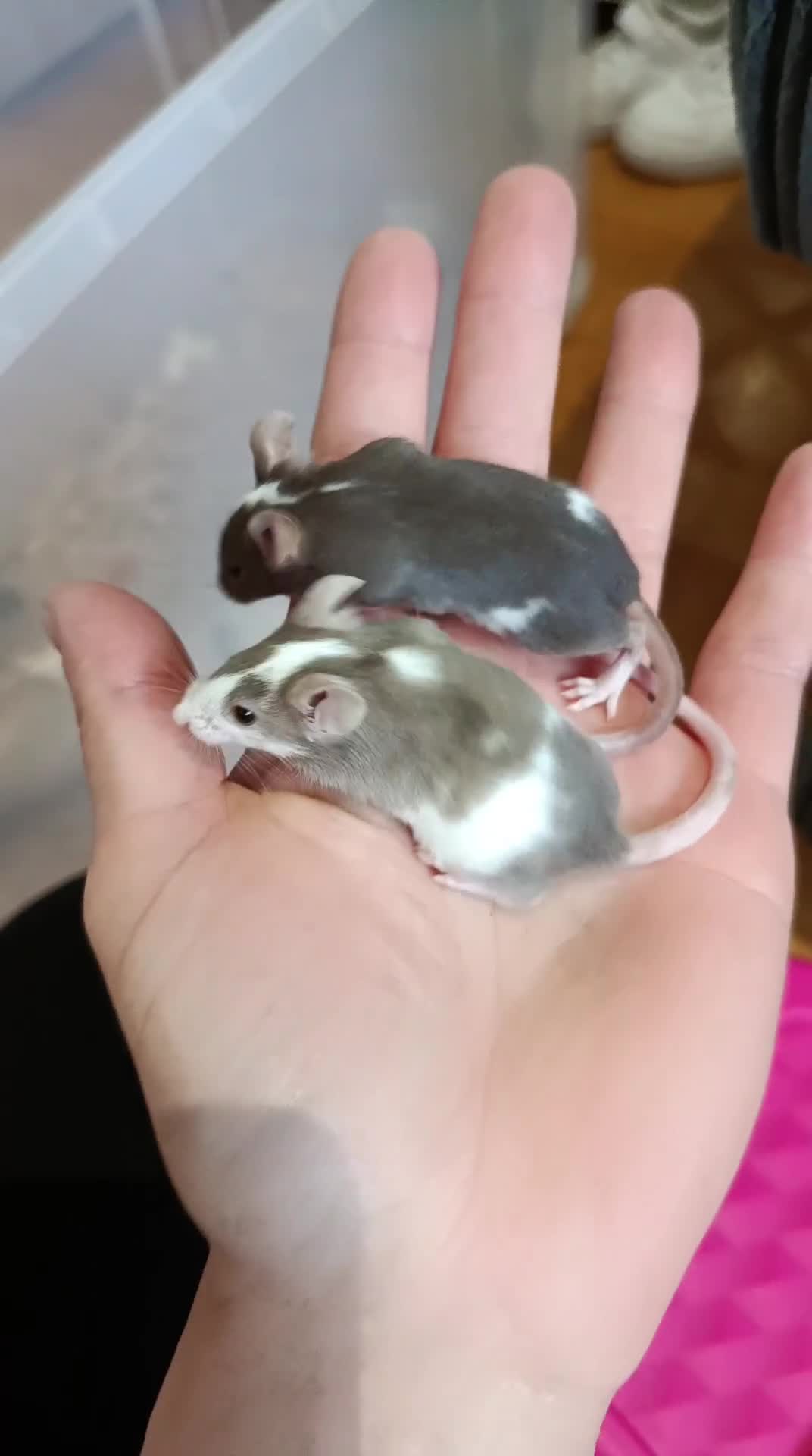 Mouse rodents for sale: 7 friendly female baby mice seeking homes - Video 1
