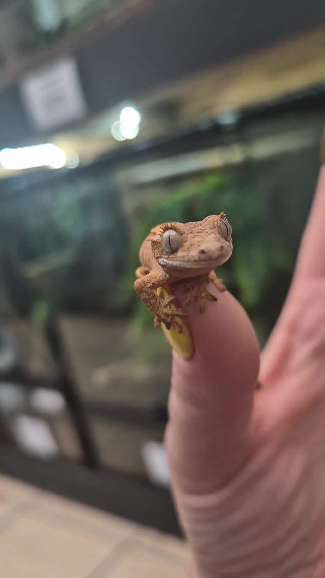 Gecko reptiles for sale: crested geckos, leopard geckos - Video 1