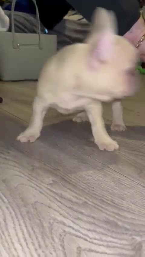 French Bulldog dogs for sale: Puppy frenchies Reduced!! - Video 2