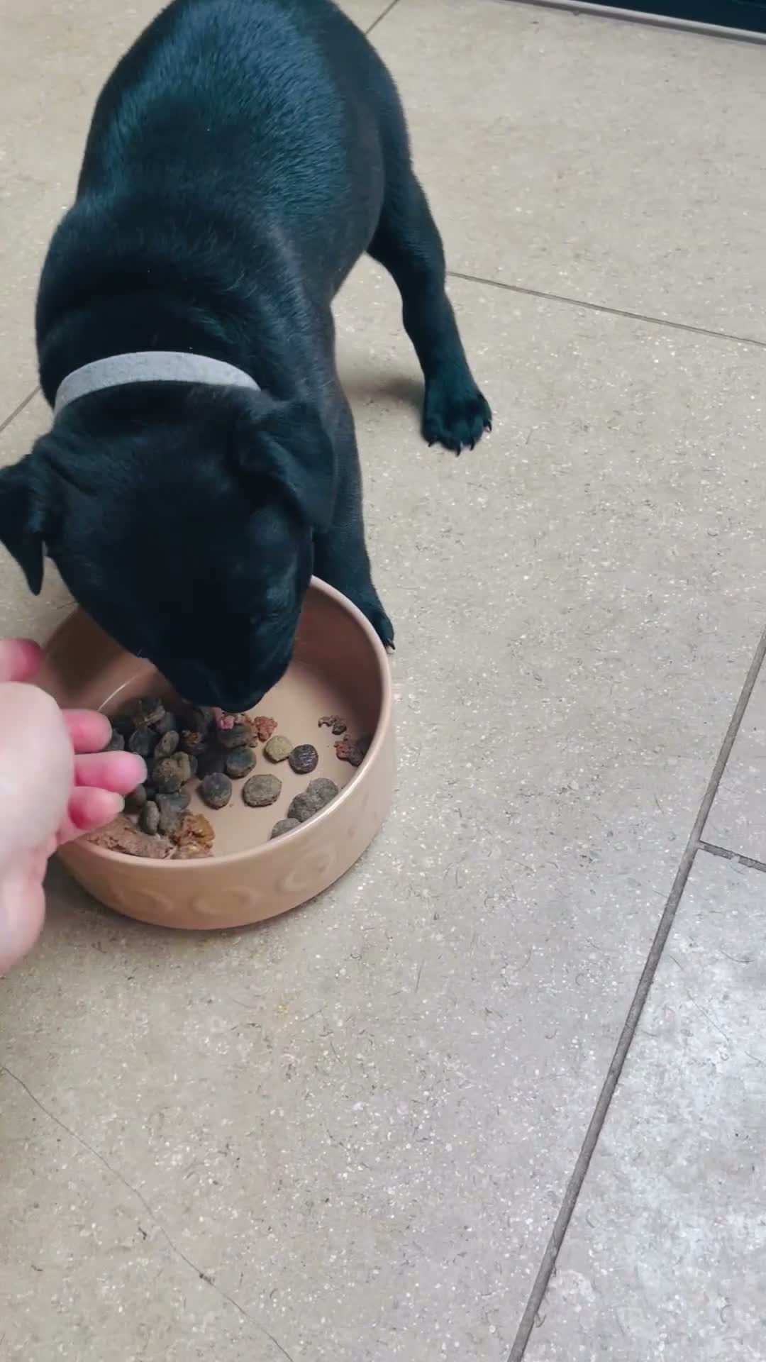 Staffordshire Bull Terrier dogs for sale: 🐾 KC Reg 4 x Stunning Staffy Puppies 🩷🩷🩷💙 - Video 4