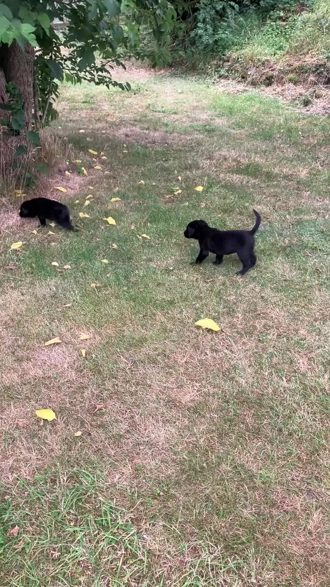 Labrador Retriever dogs for sale: Ready  now  Quality bred and cared for - Video 2