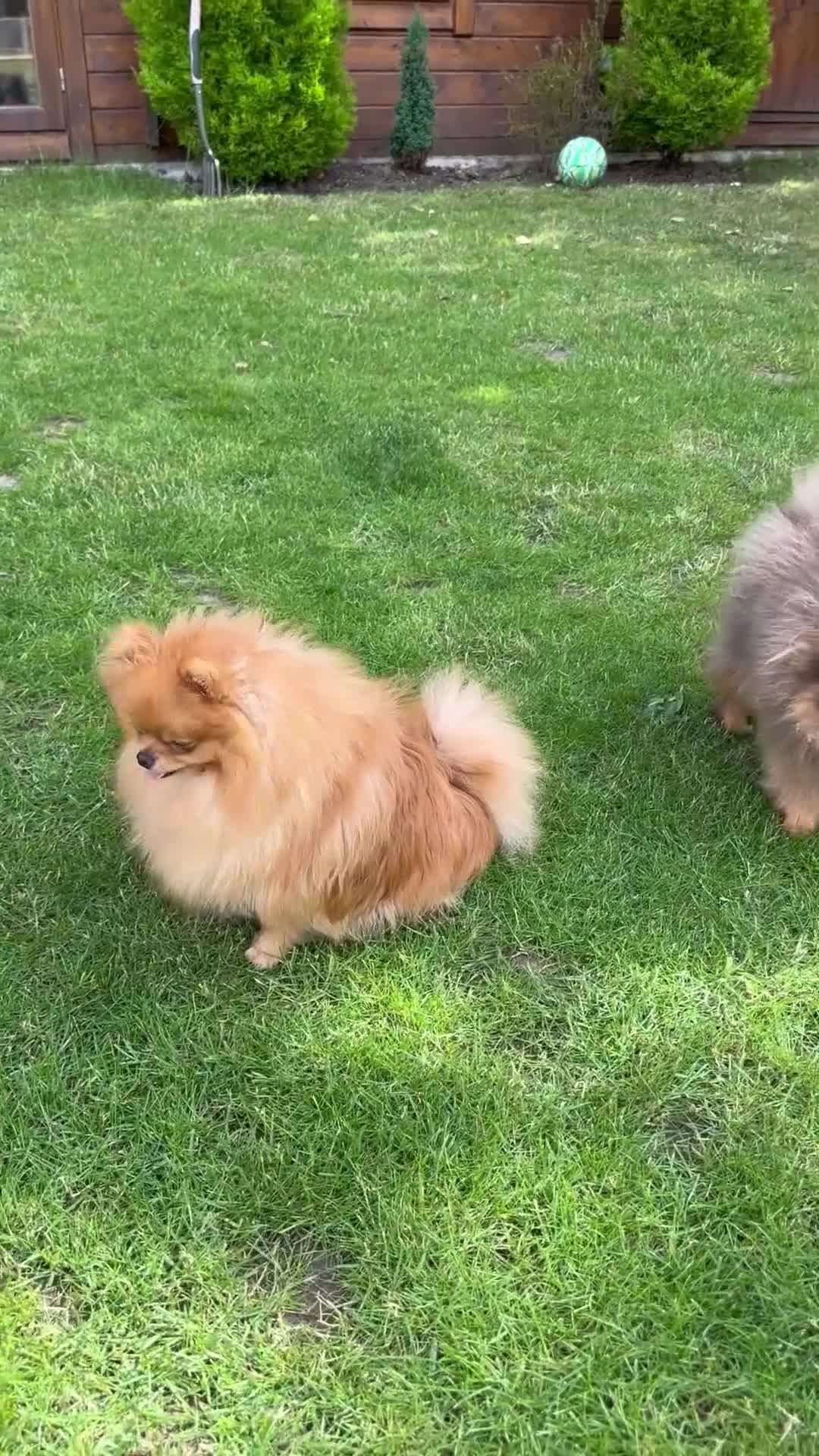 Pomeranian dogs for stud: 1.6kg Chocolate producer ovulation test included  - Video 1