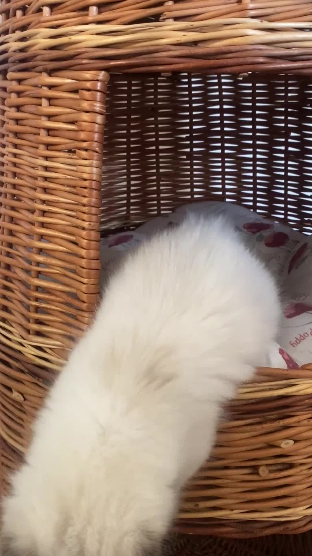 Ragdoll cats for sale: Flame and Seal point kittens  - Video 2