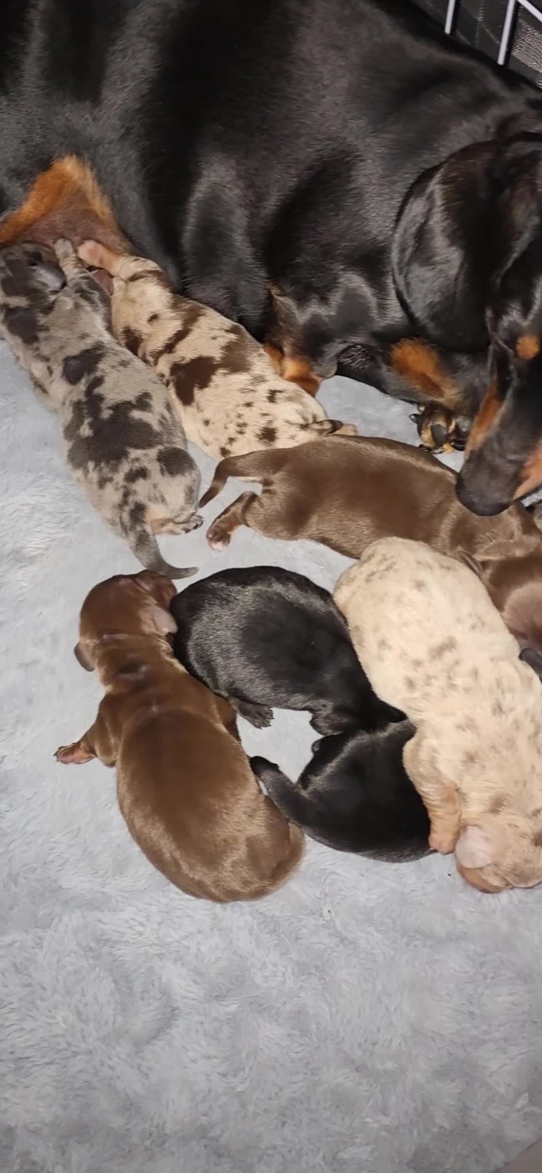 Miniature Dachshund dogs for sale:  Miniature Dachshund Puppies Seeking Loving Homes - Video 4