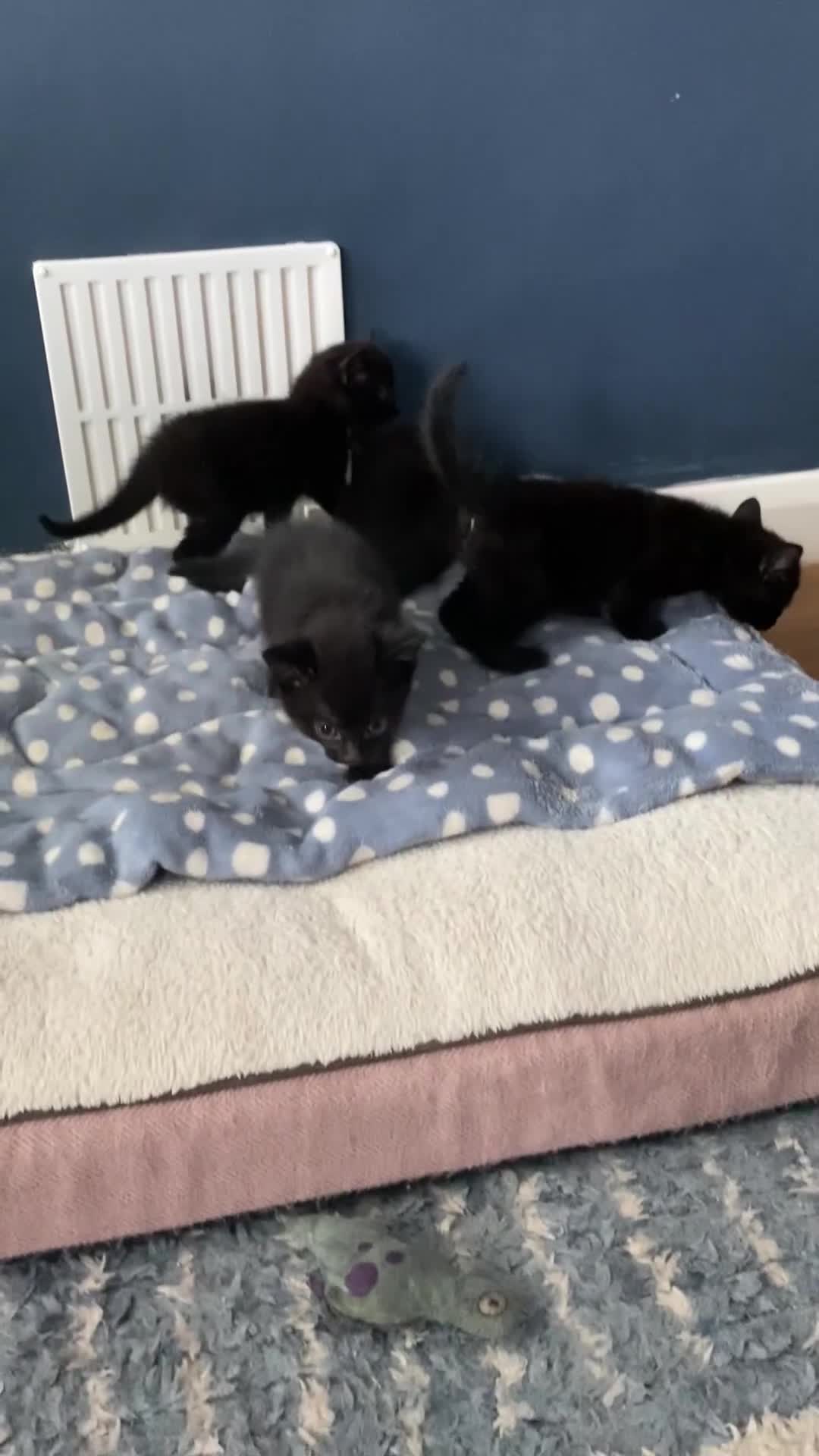 Russian Blue cats for sale: Russian blue cross bengal kittens - Video 1