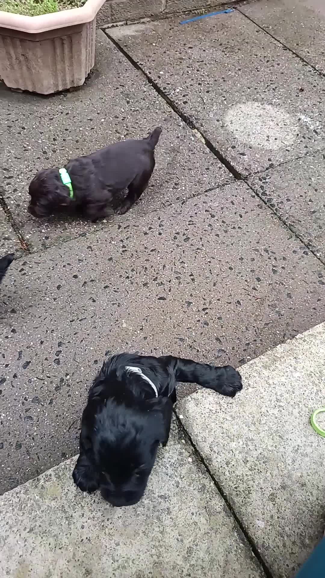 Cocker Spaniel dogs for sale: 1 DOCKED, KC REG. COCKER BOY READY TO LEAVE NOW!! - Video 5