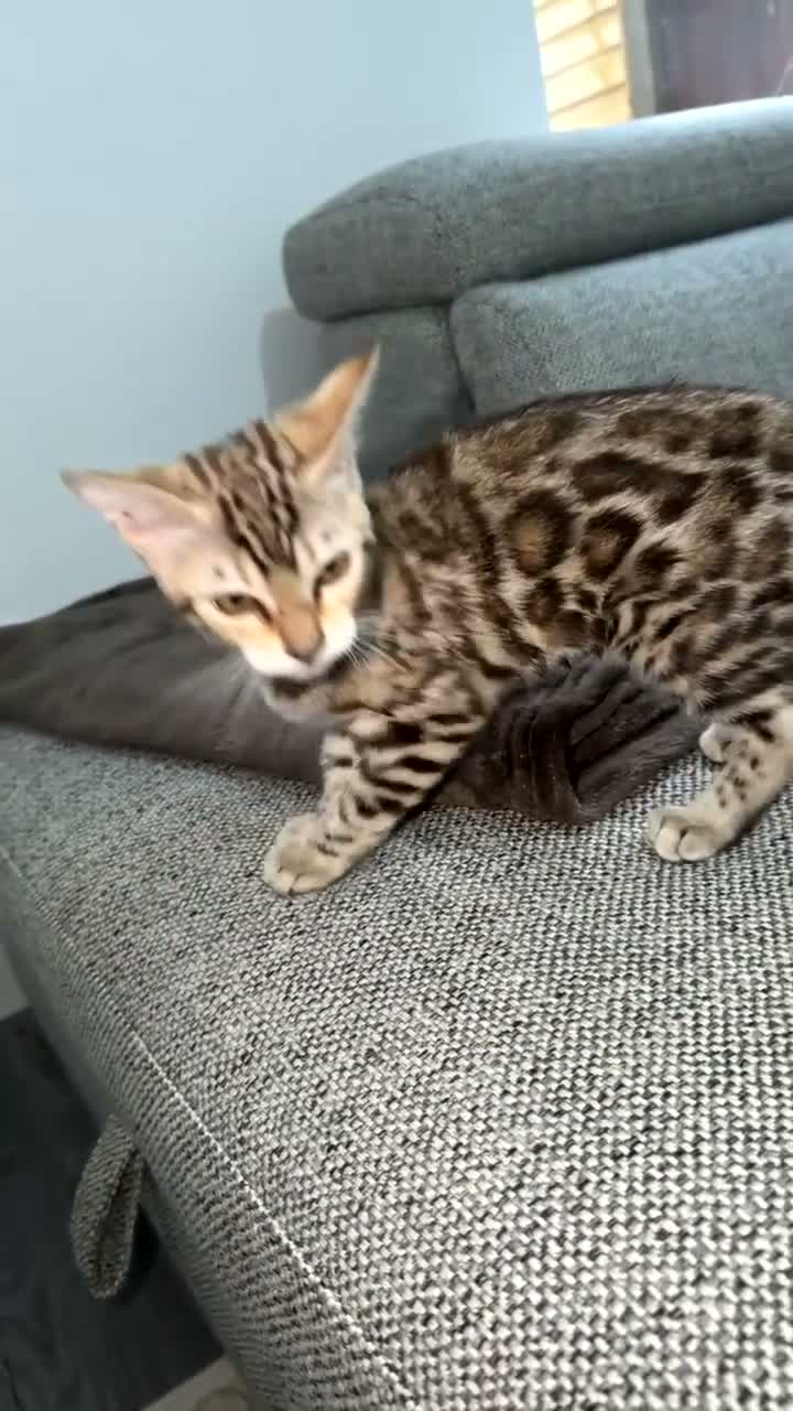 Bengal cats for sale: Snow Mink Bengal full breed  - Video 4