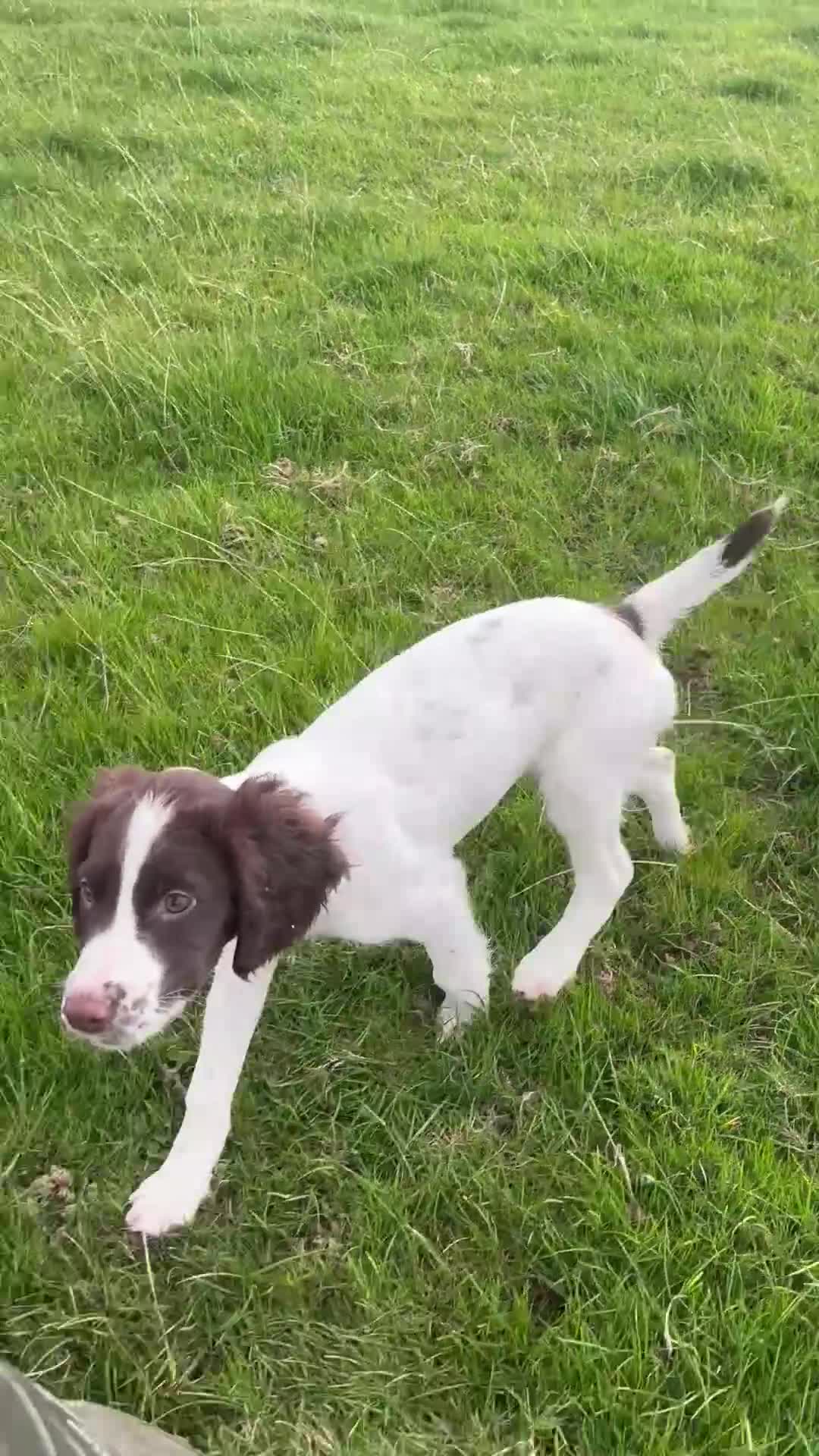 English Springer Spaniel dogs for sale: Stunning KC registered Springer Spaniel Girl  - Video 3