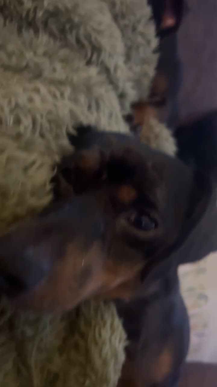 Miniature Dachshund dogs for sale: Two beautiful miniature dachshunds for sale  - Video 1
