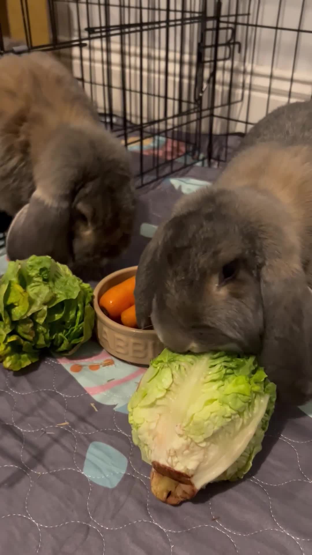 French Lop rabbits for sale: 2 bonded French lops  - Video 1