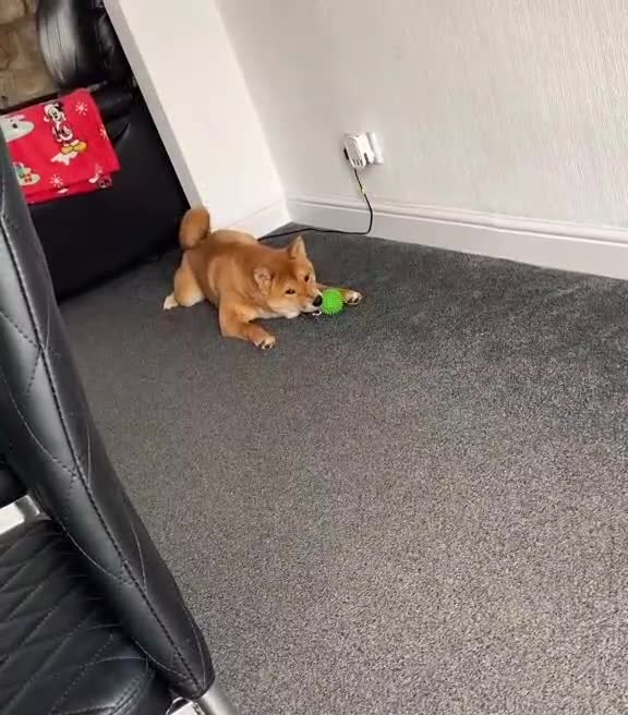 Japanese Shiba Inu dogs for sale: Japanese Shiba Inu  - Video 1