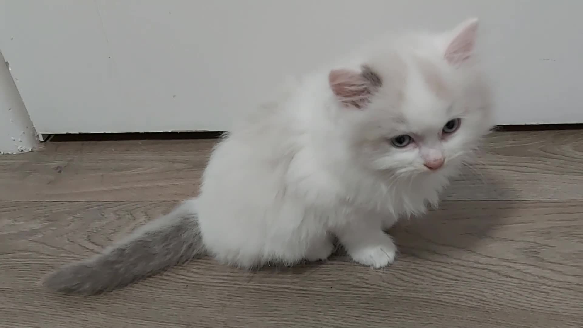 Ragdoll cats for sale: RAGDOLLS BICOLOUR BOY GIRLS BLUE EYES READY NOW  - Video 2