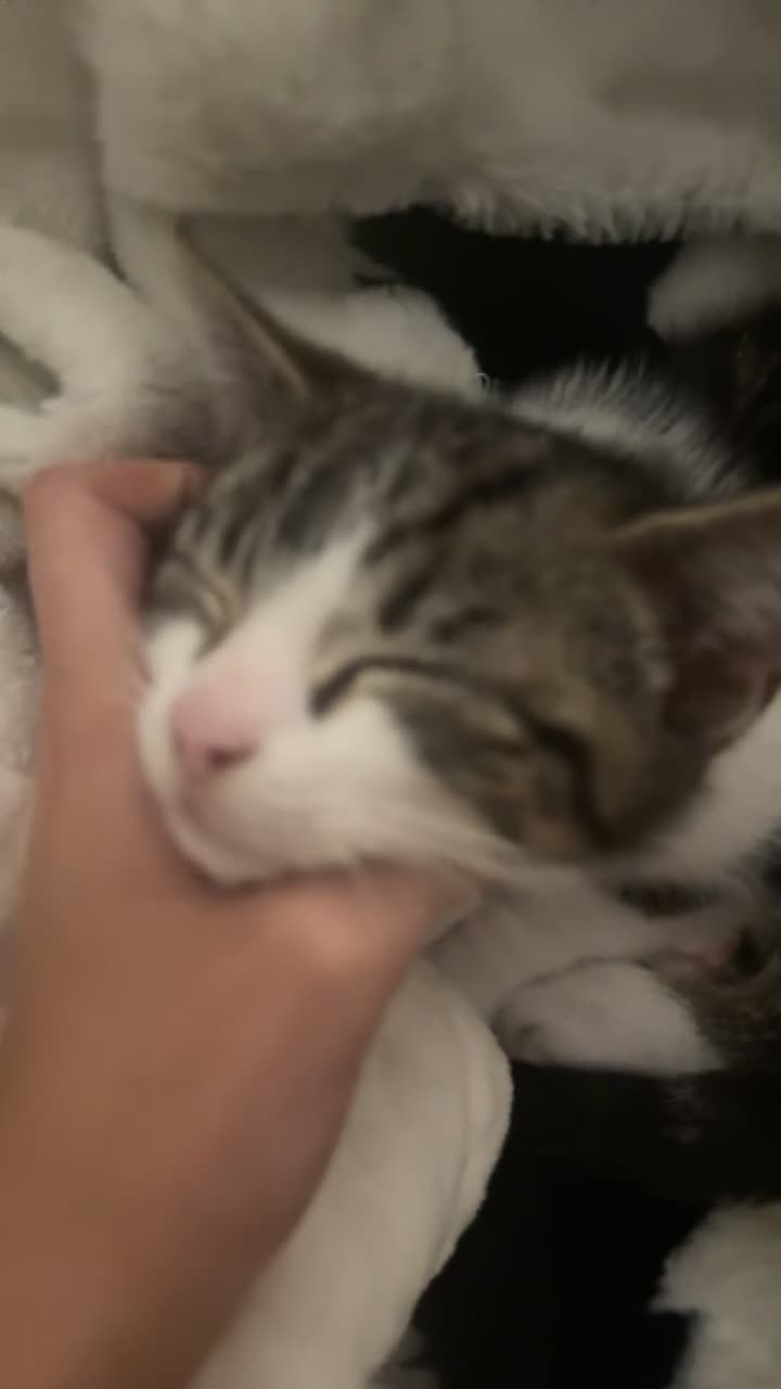 Mixed Breed cats for sale: Tabby kitten for sale  in Keighley - Video 1