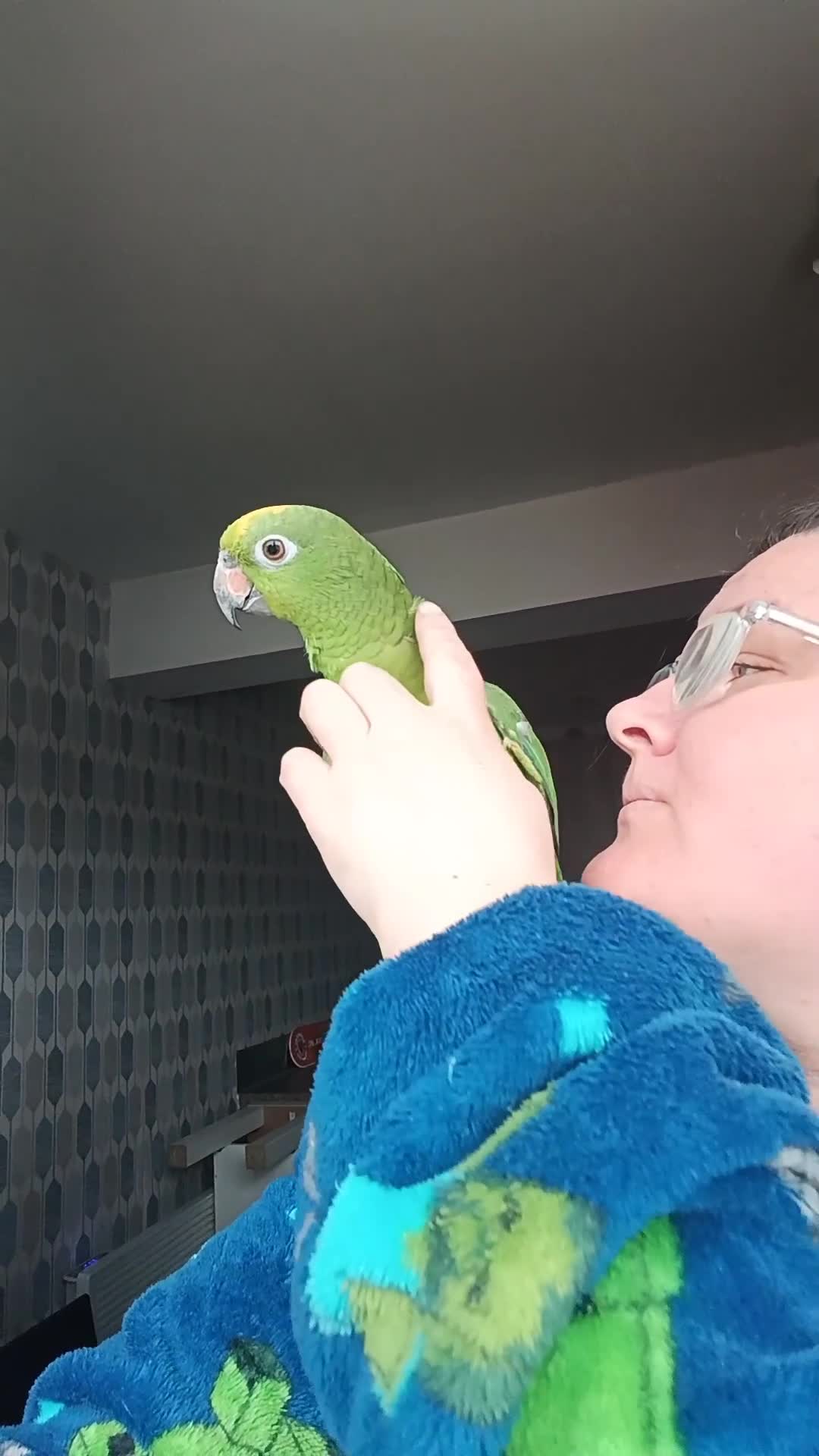 Parrots birds for sale: Tame Yellow fronted amazon  - Video 1