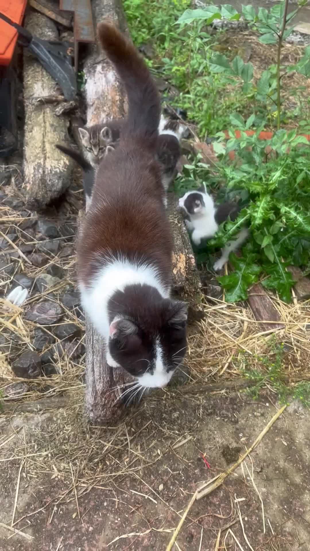Mixed Breed cats for sale: Lovely well handled kittens - Video 1