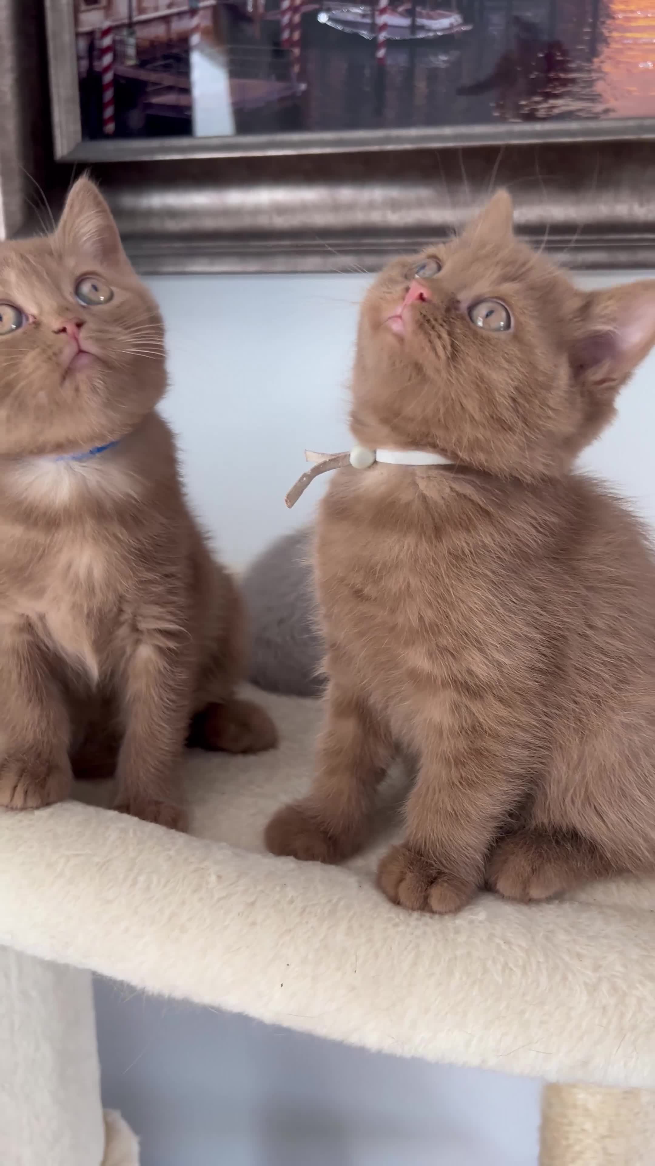 British Shorthair cats for sale: British Shorthair Kittens  - Video 1