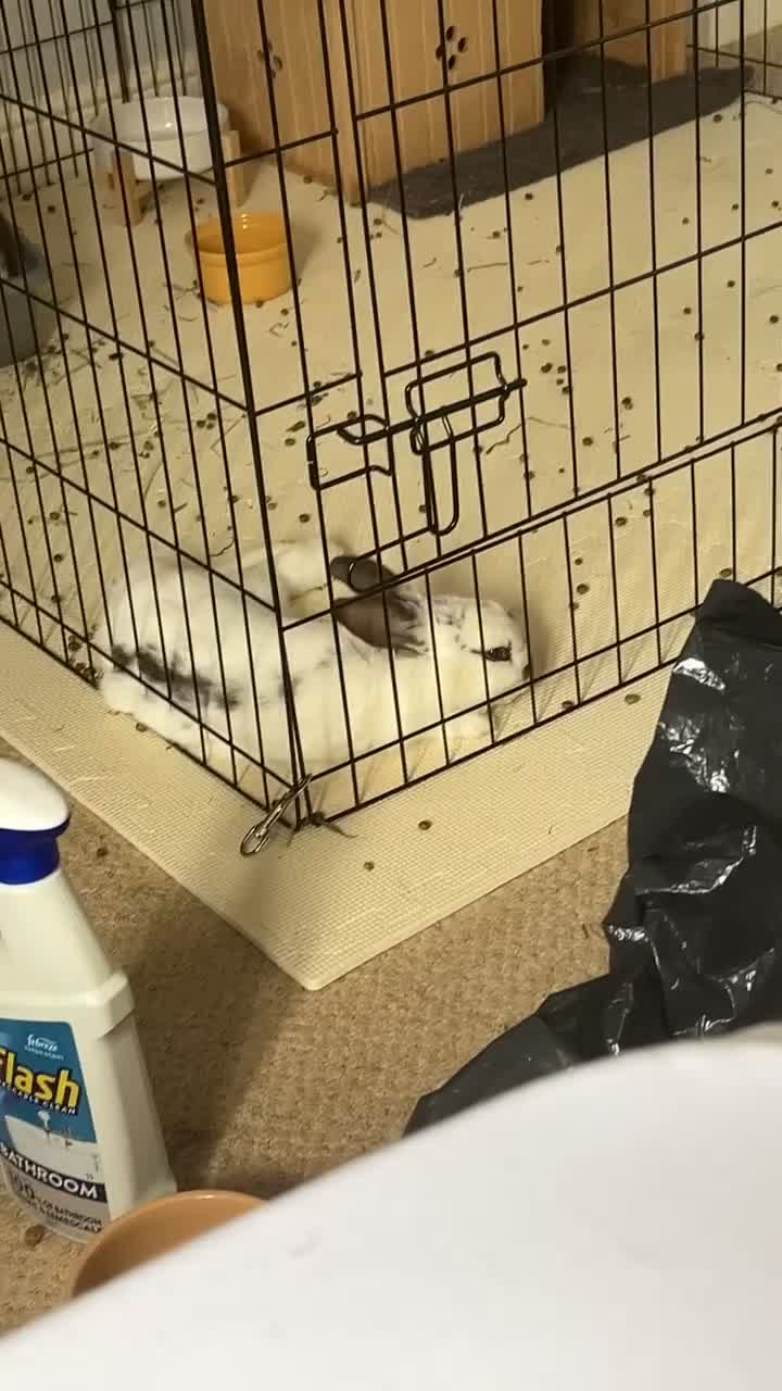 Mixed Breed rabbits for sale: Daphne and Velma need a loving home  - Video 2