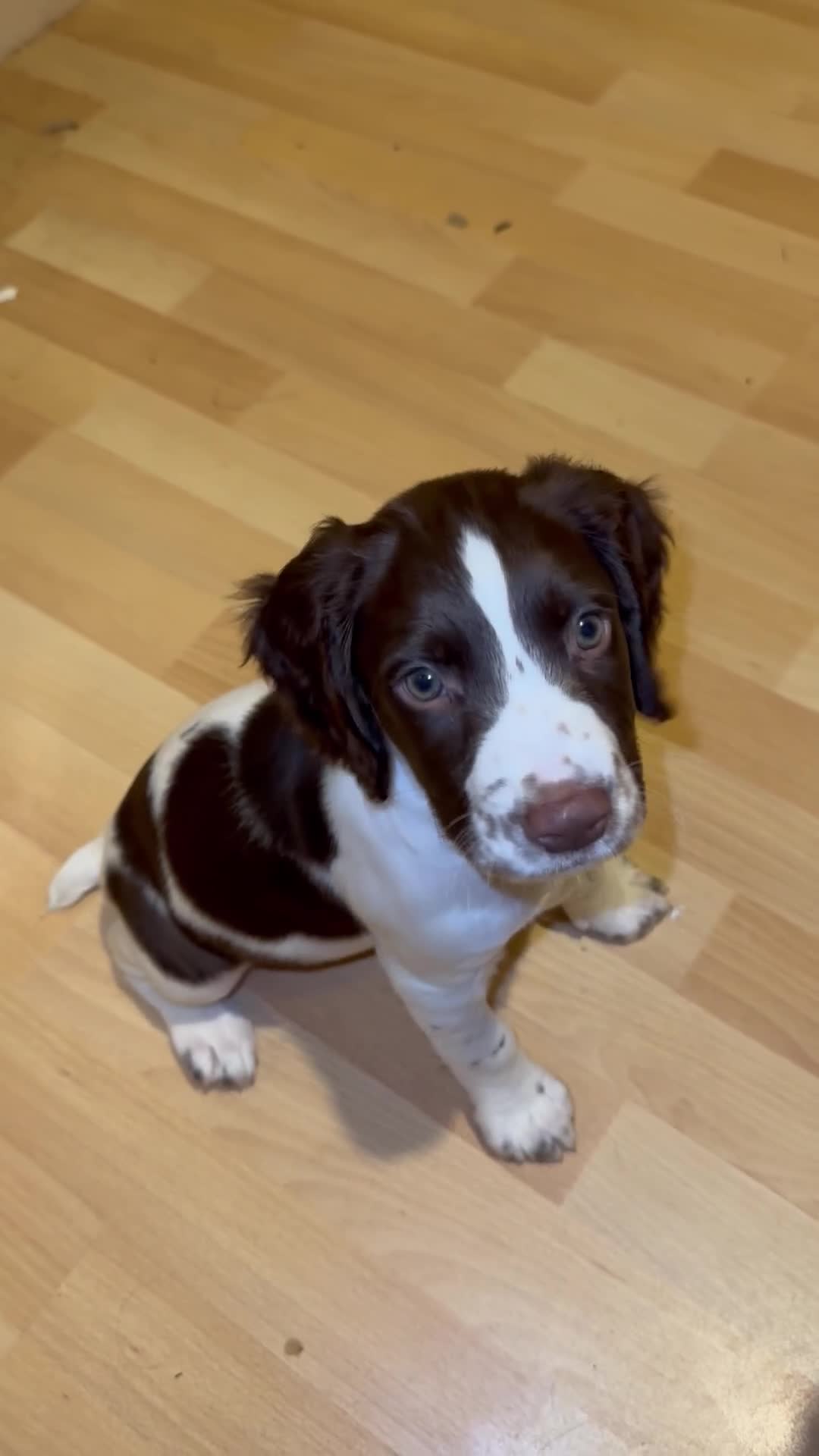 Sprocker dogs for sale: Beautiful Sprocker Girl - Video 1