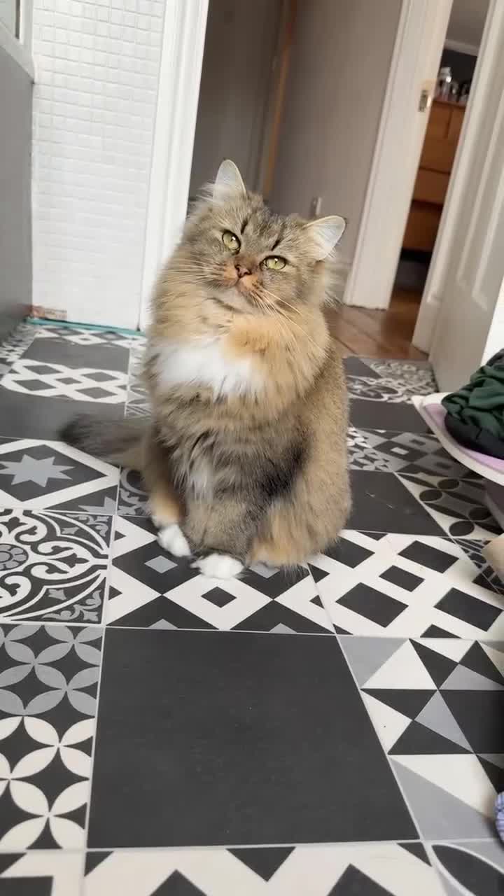 British Longhair cats for sale: Rehoming Purebred British Longhair  - Video 2