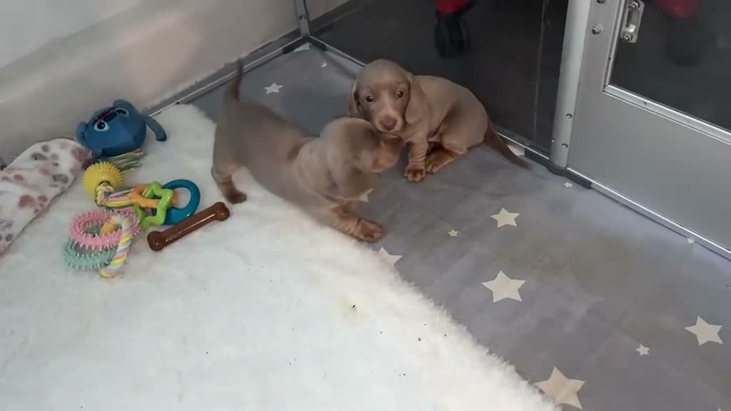 Dachshund dogs for sale: Kc registered minature lilac dachshund - Video 2