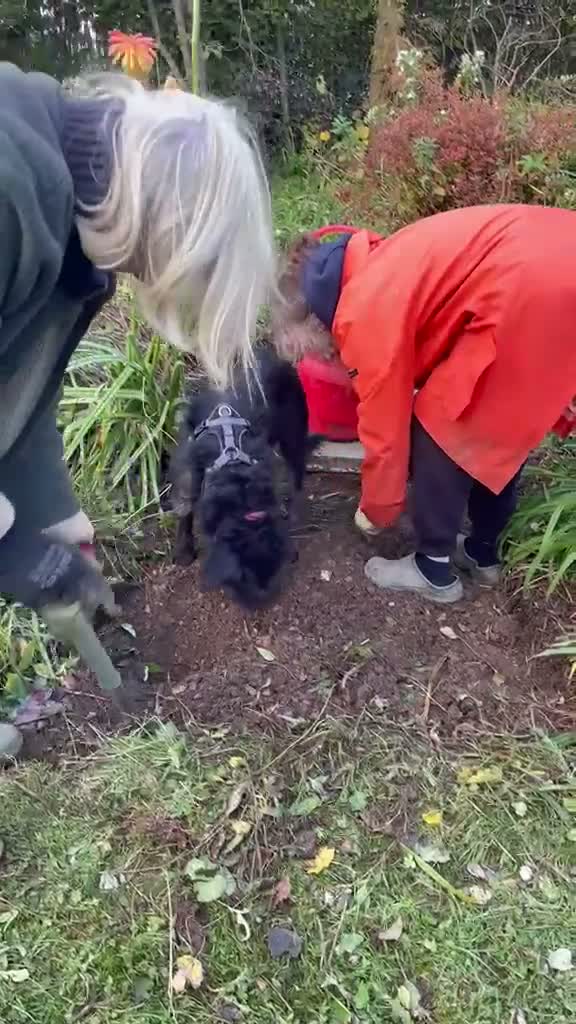 Mixed Breed dogs for adoption: Forever home needed for dear Tim - Video 2
