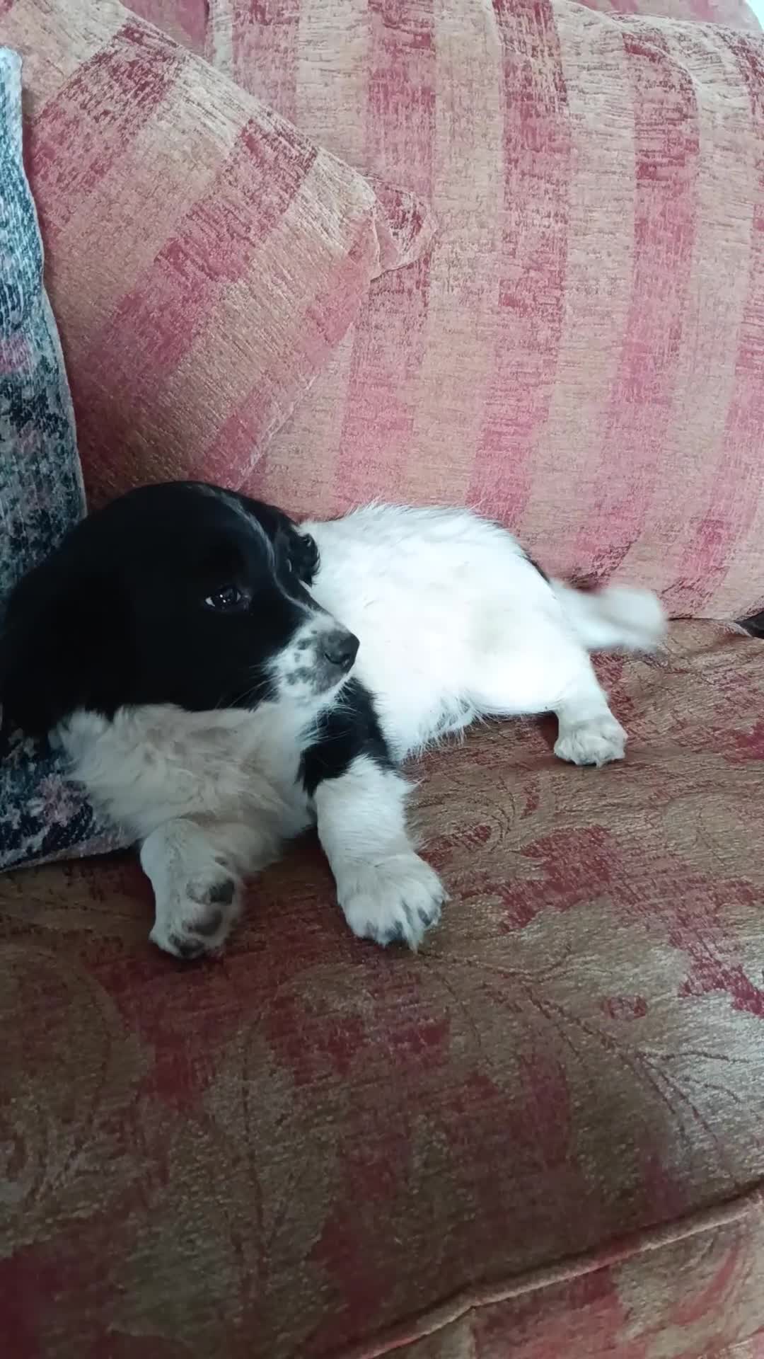 Mixed Breed dogs for sale: Three Springer Spaniel cross Puppies  - Video 2