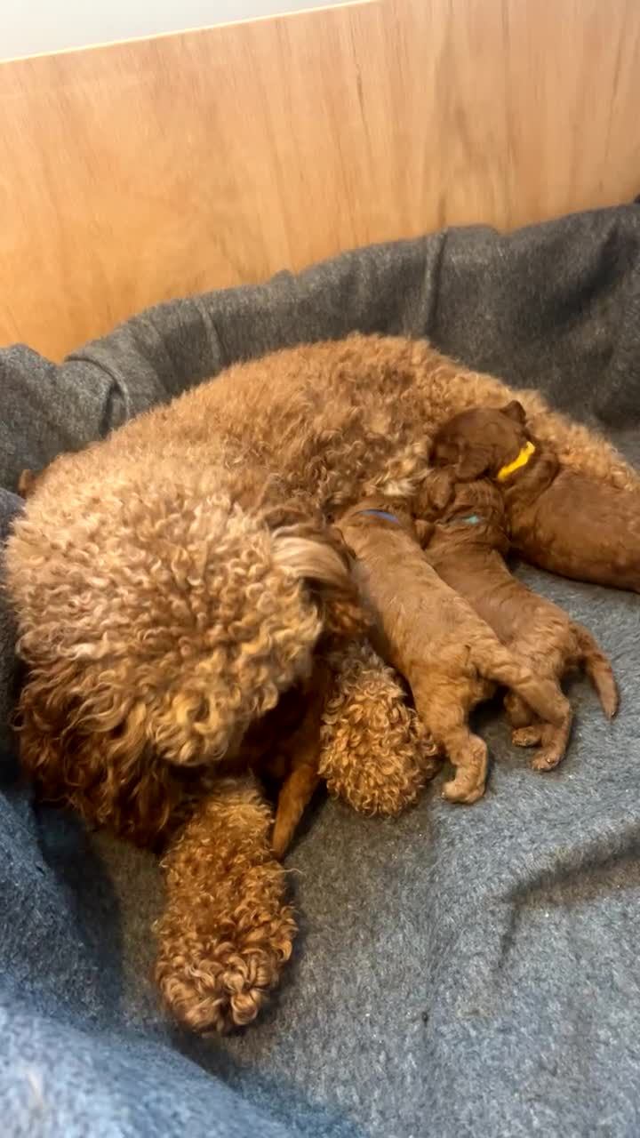 Cavapoo dogs for sale: TOY RED CAVAPOO PUPPIES  - Video 2