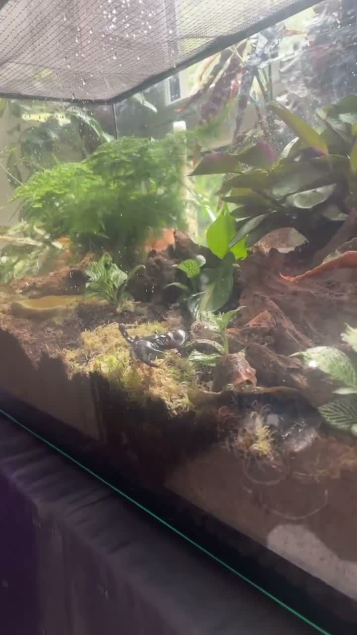 Scorpions invertebrates for sale: Asian forest scorpion adult in Glasgow - Video 1