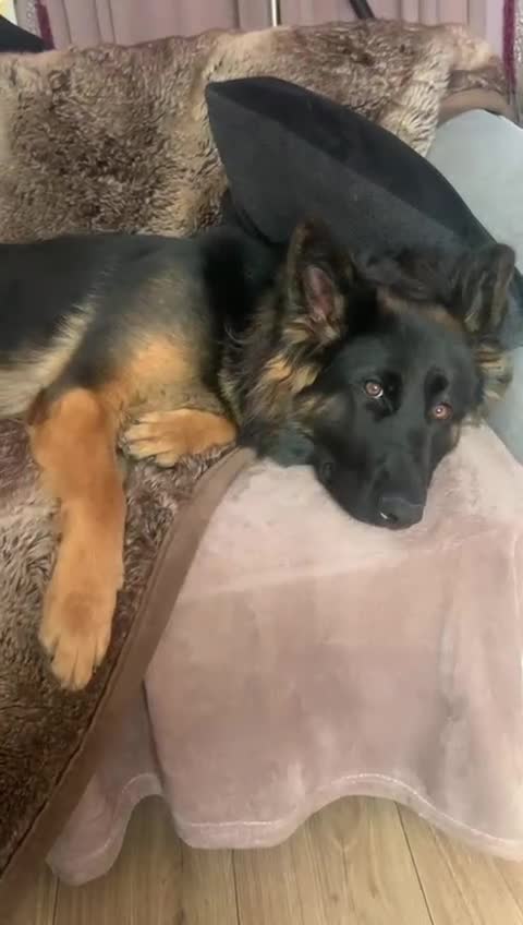German Shepherd dogs for sale: BEAUTIFUL GERMAN FEMALE SHEPARD  - Video 1