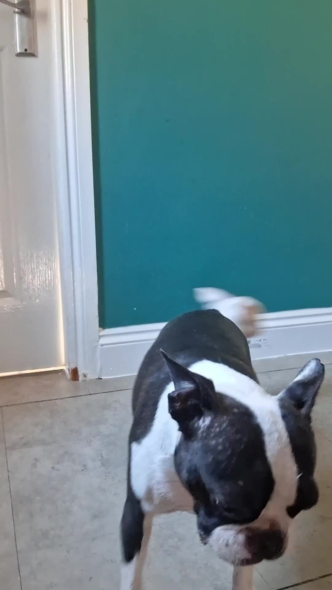 Boston Terrier dogs for sale: Very Unique Boston Terriers Boys.  - Video 1