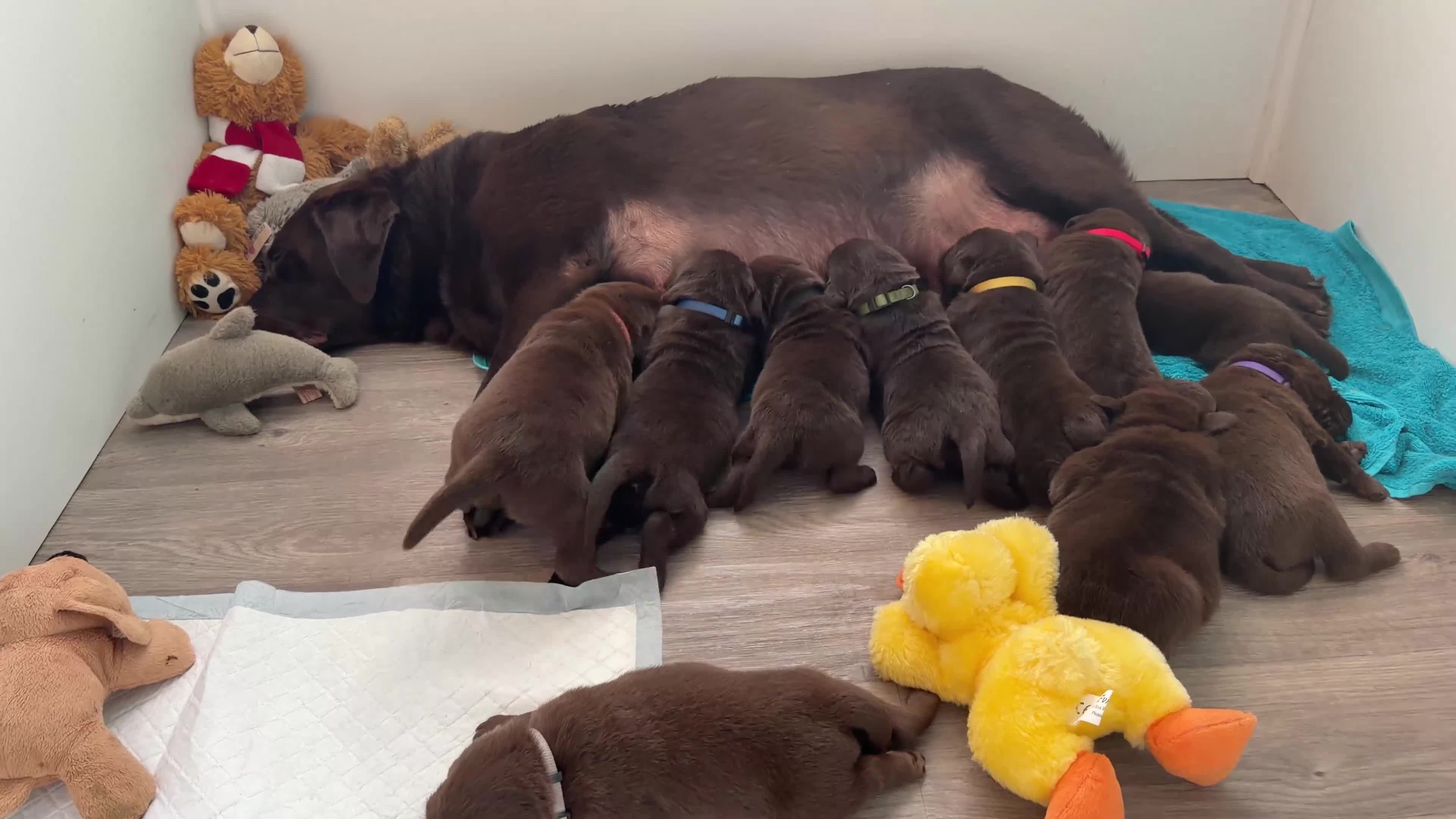 Labrador Retriever dogs for sale: 🌟🌟5 stars Chunky Chocolate Labradors 🌟🌟 - Video 1