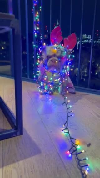 French Bulldog dogs for stud: THOR Newshade Isabella Fluffy carrier in Stevenage - Video 1