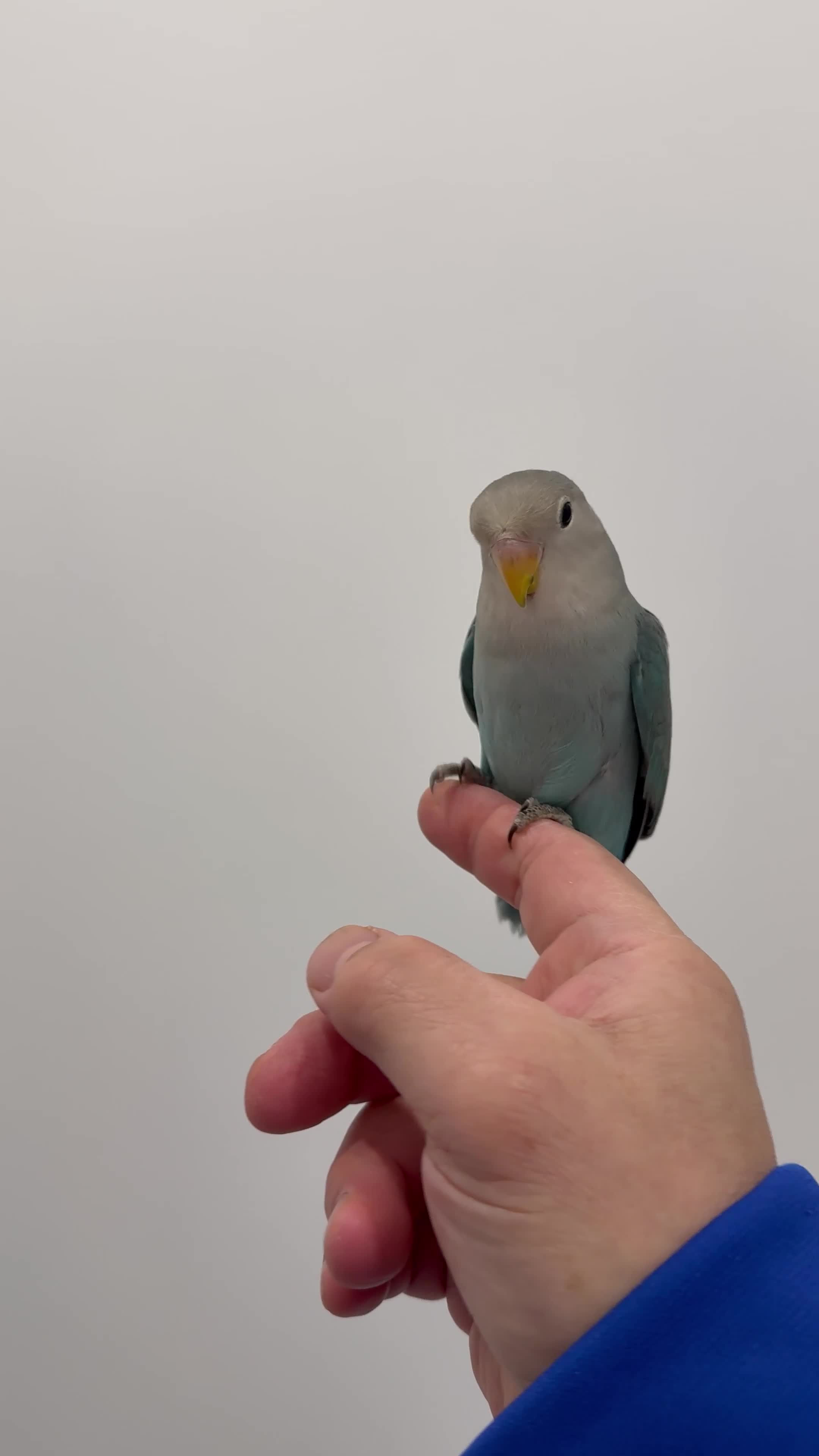 Lovebirds birds for sale: BEAUTIFUL BABY LOVEBIRDS. TWO AVAILABLE TO CHOOSE  - Video 1