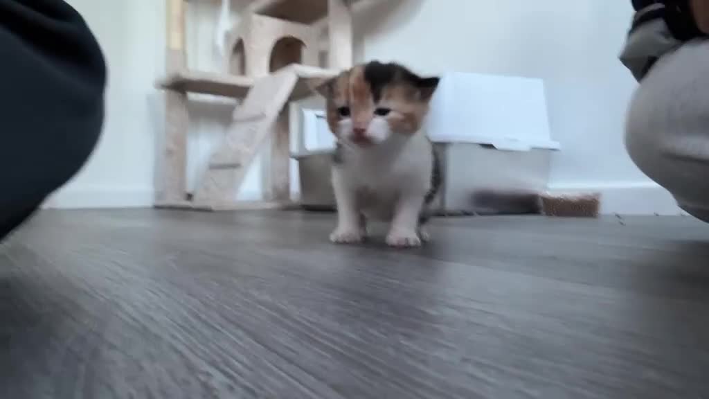 Mixed Breed cats for sale: 3 little kittens  - Video 4