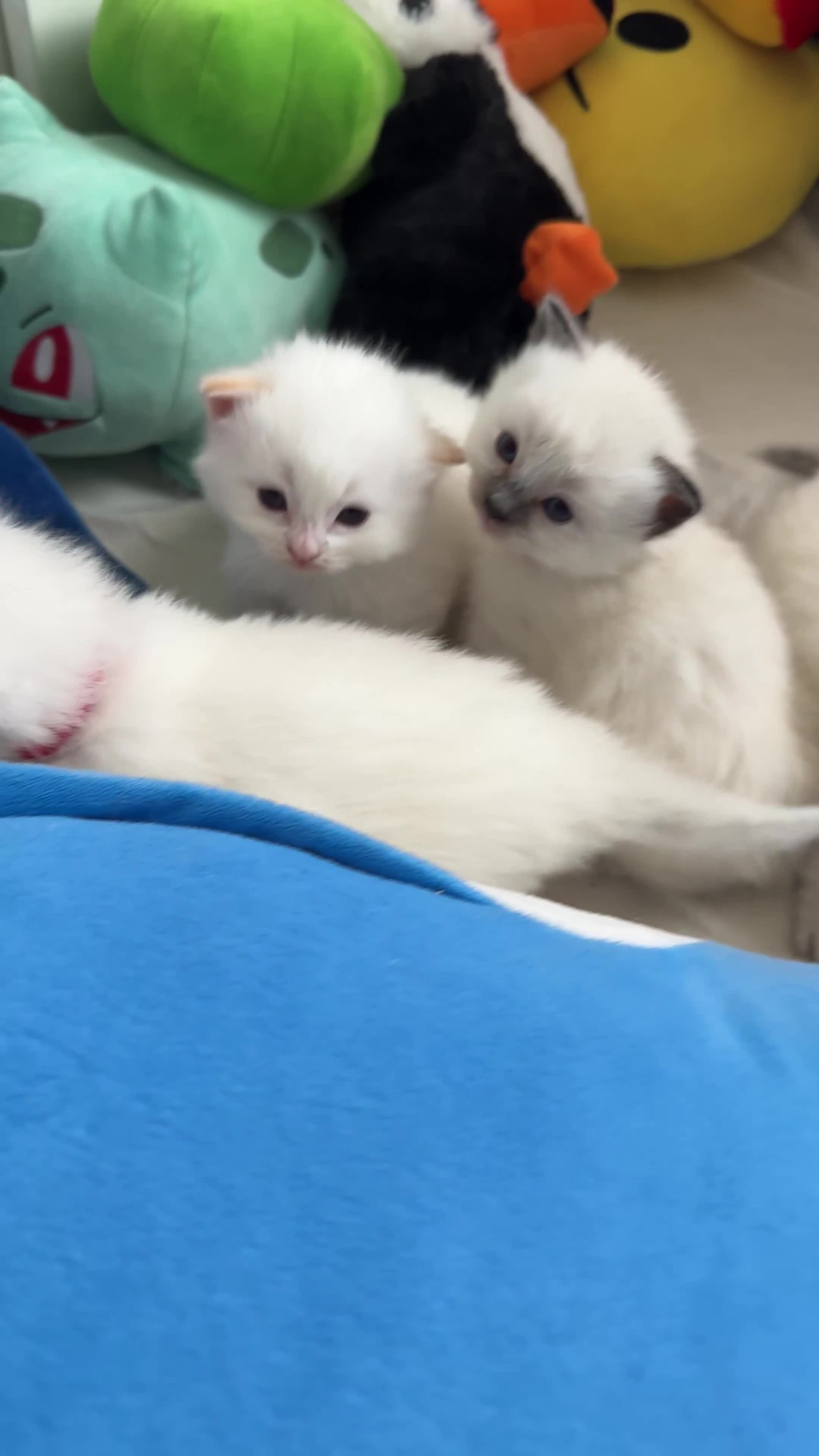 Ragdoll cats for sale: Beautiful Purebred Ragdoll Kittens for Sale ✨ - Video 4