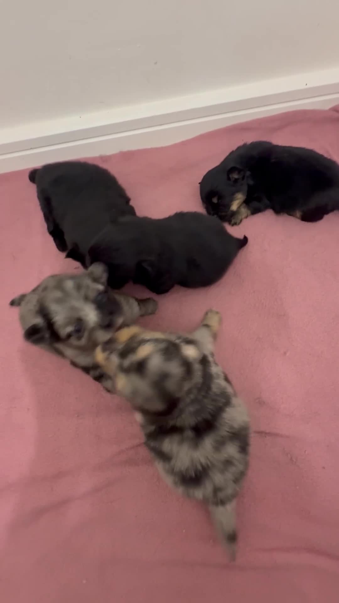 Pomchi dogs for sale: 3/4 Pomeranian  - Video 2