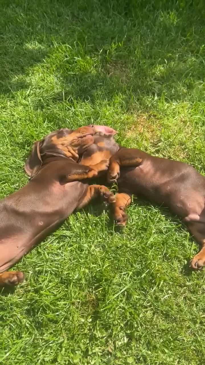 Miniature Dachshund dogs for sale: 2 x choc and Tan miniature Daschunds  - Video 1