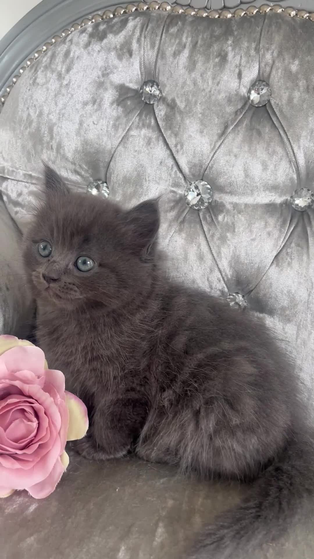 Mixed Breed cats for sale: READY NOW RAGDOLL BRITISH BLUE CROSS KITTENS - Video 1